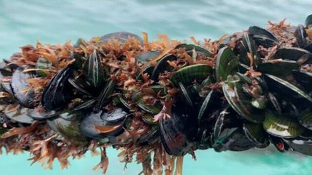 Using Mātauranga Māori (traditional Māori knowledge) with science to create mussel lines out of tī kōuka (cabbage tree) leaves instead of plastic-based lines,
