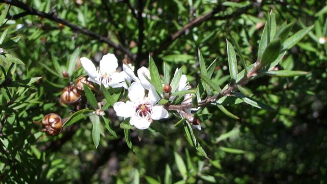 Manuka (Leptospermum scoparium) flowers.