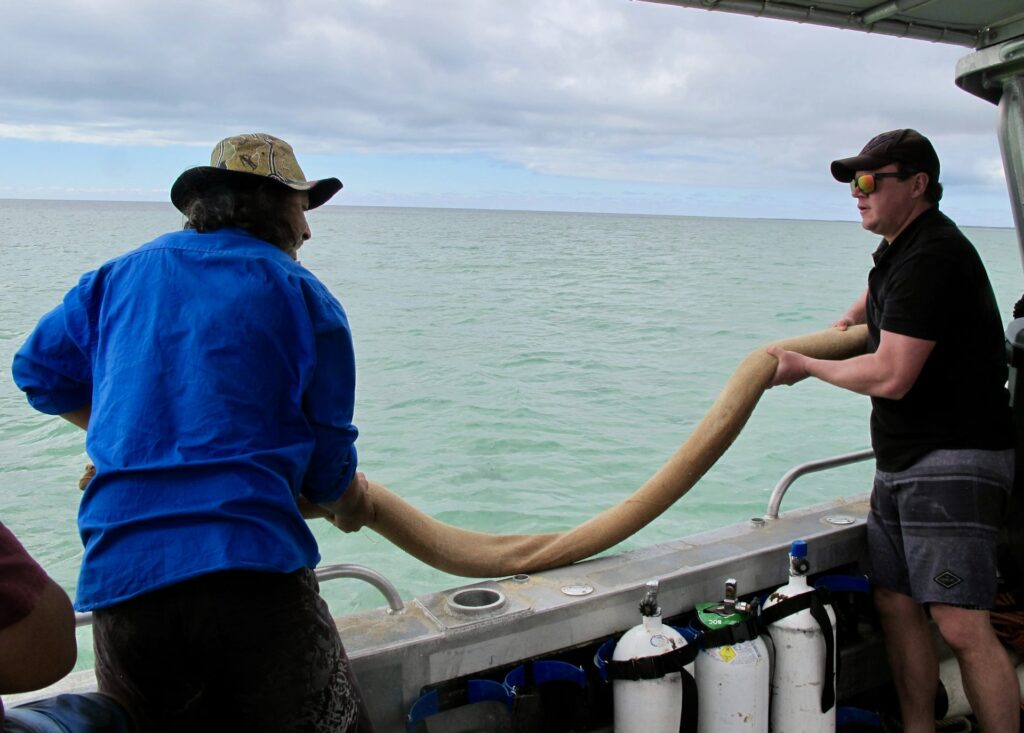 Malgana ranger Nicholas Pedrocchi (deceased, published with the family’s permission) and UWA researcher John Statton lower a seagrass snagger, a sand-filled hessian sock, into the water.