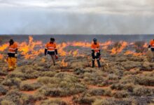 Yilka Rangers burning using drip torches. Rohan Carboon/Indigenous Desert Alliance,